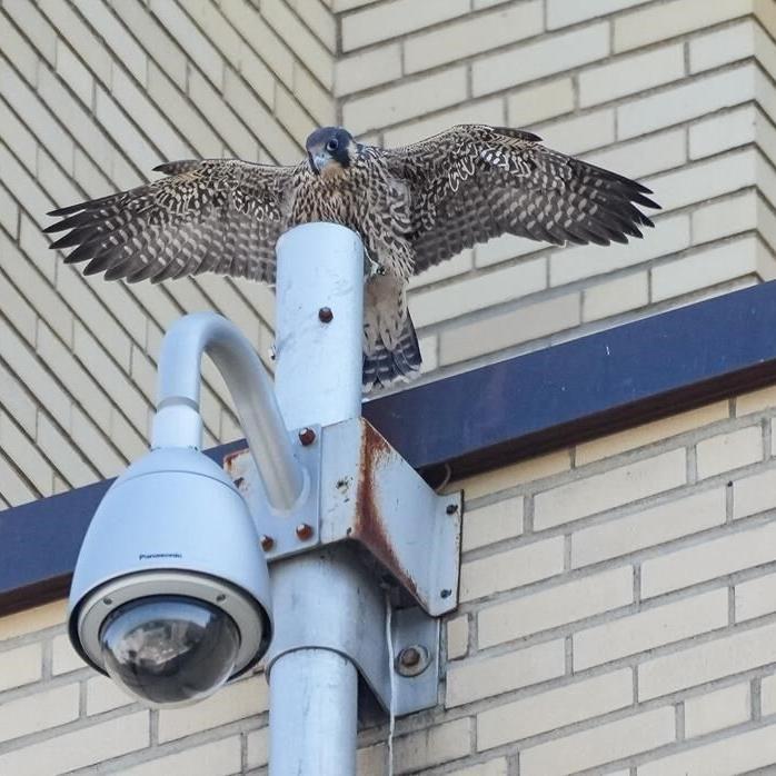 Montreal peregrine falcon chicks take first flights into a world full of danger